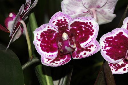 Phalaenopsis, Moth Orchid Red, ornamental herb with moth like large flowers on a long axis with beautiful red patchesの写真素材