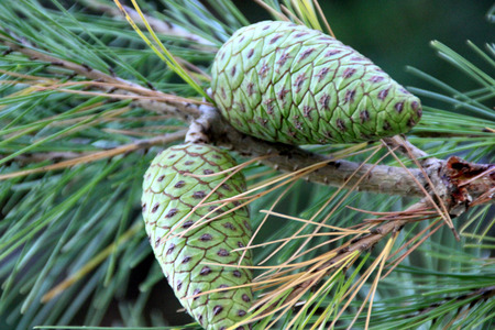 Pinus halepensis, Aleppo pine, evergreen tree with up to 12 cm long needle leaves in clusters of 2, conical female cone up to 12 cm long, initially green turning reddish brown when old.の写真素材