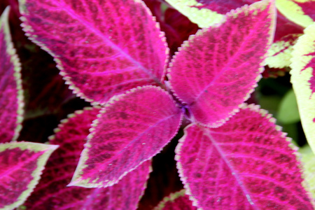 Plectranthus scutellarioides Painted Nettle, syn: Solenostemon scutellarioides, Coleus blumei, cultivar with light green leaves with central red and brown patches.,の写真素材