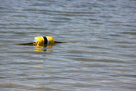 Quarry Lake, Fremont, California recreational area with facilities for swimming, fishing and boating, with several birds around, marked area for swimming along the beach.の写真素材
