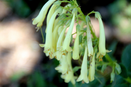 Phygelius aequalis Yellow Trumpet, Cape Fuchsia, hardy perennial with green leaves and cream yellow Fuchsia like tubular flowers in one sided hanging clusters on long inflorescenceの写真素材