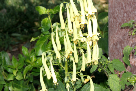 Phygelius aequalis Yellow Trumpet, Cape Fuchsia, hardy perennial with green leaves and cream yellow Fuchsia like tubular flowers in one sided hanging clusters on long inflorescenceの写真素材