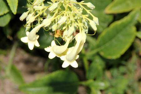 Phygelius aequalis Yellow Trumpet, Cape Fuchsia, hardy perennial with green leaves and cream yellow Fuchsia like tubular flowers in one sided hanging clusters on long inflorescenceの写真素材