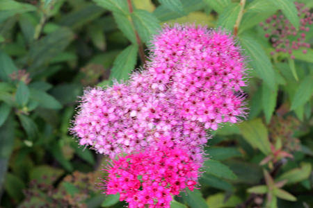 Spiraea japonica, Japanese meadowsweet, Japanese spiraea, deciduous ornamental shrub with toothed leaves and flat topped rosy pink clusters of flowers, common hedge plant.の写真素材
