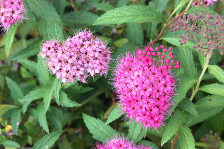 Spiraea japonica, Japanese meadowsweet, Japanese spiraea, deciduous ornamental shrub with toothed...