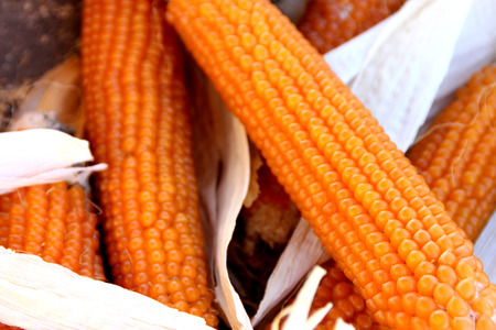Golden popcorn, Yellow popcorn, Zea mays, cereal crop with flat linear leaves and axillary cobs developing yellow grains, used mainly as popcorn, flour for breads or eaten boiled.の写真素材