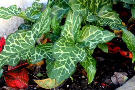 Arum italicum, Italian snakeshead, Italian Lords-and-ladies, tuberous perennial with arrow shaped spotted leaves and white spadix enclosed by a pale green spatheの写真素材