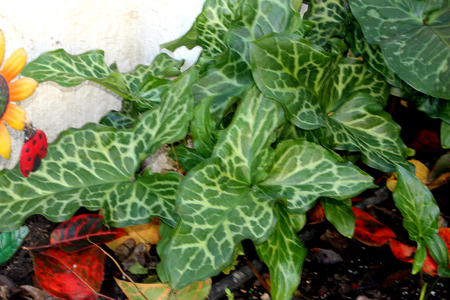 Arum italicum, Italian snakeshead, Italian Lords-and-ladies, tuberous perennial with arrow shaped spotted leaves and white spadix enclosed by a pale green spatheの写真素材