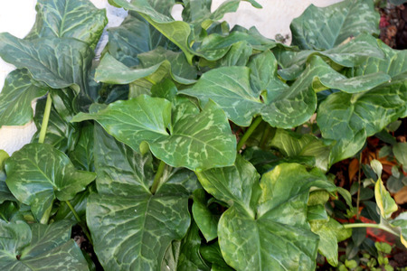 Arum maculatum, snakeshead, Lords-and-ladies, tuberous perennial with arrow shaped spotted leaves and purple spadix enclosed by a pale green spatheの写真素材