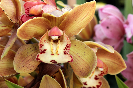 Cymbidium hybrid, ornamental cultivar with yellowish brown flowers with purple spotted white lower...