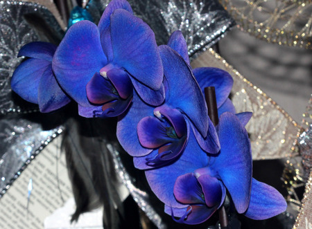 Phalaenopsis hybrid Bluish purple, cultivar with bluish purple flowers with white and red margin and darker lip with small white projection.の写真素材