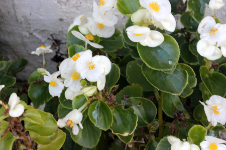 Begonia semperflorens white, Begonia, herbaceous perennial with thick nearly rounded leaves and white flowersの写真素材