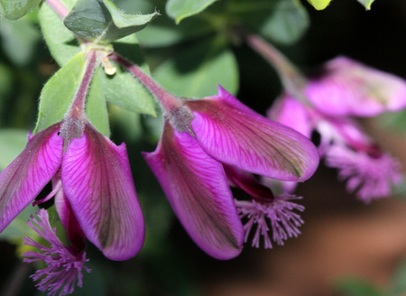 Polygala myrtifolia, myrtle-leaf milkwort, September bush, shrub with oval green leaves and mauve to purple flowers, petals marked with darker veins and  brush-like tuft protruding from the keel.の写真素材