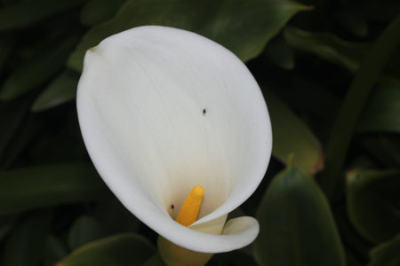 Zantedeschia aethiopica, Calla lily, Arum lily, rhizomatous herbaceous ornamental perennial with arrow shaped leaves and yellow spadix surrounded by white large spatheの写真素材