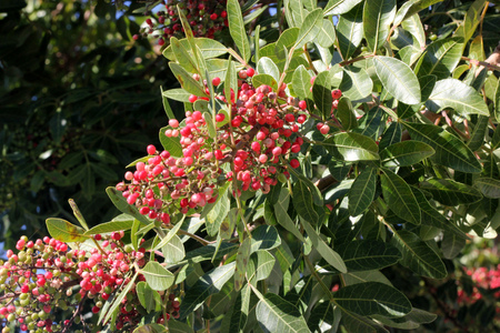 Brazilian peppertree, Schinus terebinthifolia, with thick pinnate compound leaves with up to 15 oval leaflets, slightly winged rachis, small creamish flowers and 5 mm across red fruitsの写真素材