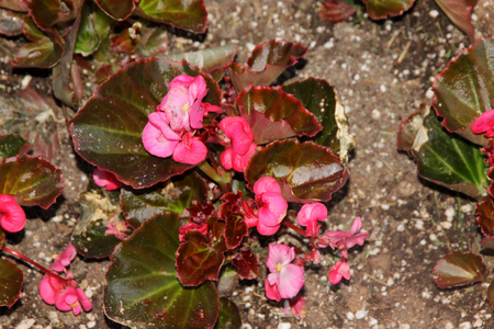 Bergenia × schmidtii, Schmidt elephant ear, evergreen rhizomatous perennial with leathery oval leaves, reddish stems and clusters of pink flowers.の写真素材