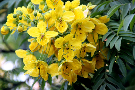 Cassia leptophylla, Gold medallion tree, tree with pinnate compound green leaves with 9-14 pairs of narrow leaflets, fragrant yellow flowers and 4-angled long pods.の写真素材