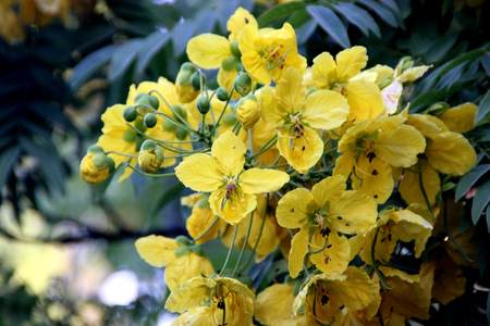 Cassia leptophylla, Gold medallion tree, tree with pinnate compound green leaves with 9-14 pairs of narrow leaflets, fragrant yellow flowers and 4-angled long pods.の写真素材