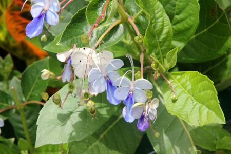 Rotheca myricoides, Blue glory bower, Blue butterfly bush, shrub or small tree with leaves opposite or in whorls of 3-4, flowers blue with pale or nearly white upper lobes, stamens curved.の写真素材