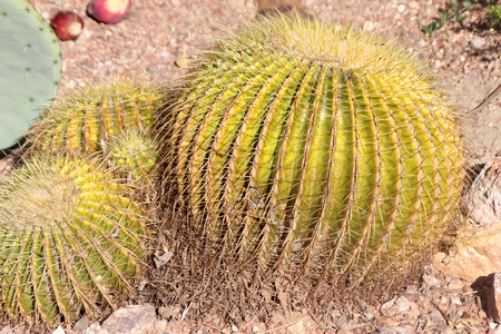 Echinocactus grusonii, barrel cactus, golden barrel cactus, a cactus with single or clustered stems, globose, up to 1 m in diam with 20-40 ribs and golden yellow spines becoming paler with ageの写真素材