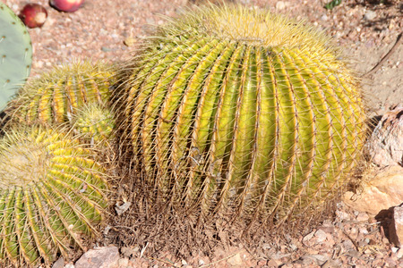Echinocactus grusonii, barrel cactus, golden barrel cactus, a cactus with single or clustered stems, globose, up to 1 m in diam with 20-40 ribs and golden yellow spines becoming paler with ageの写真素材