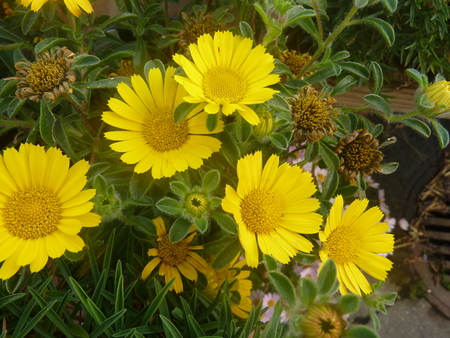 Asteriscus sericeus, Canary Island daisy, draught tolerant perennial with silvery leaves and lemon yellow radiate terminal flower heads.の写真素材