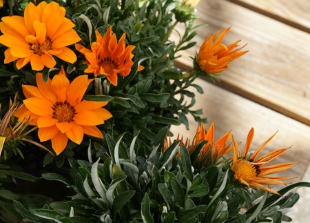 Gazania ringens Kiss Orange, vigorous perennial herb forming uniform mounds, leaves dark green above, whitish beneath, Orange Yellow coloured heads with orange center bordered with blackの写真素材