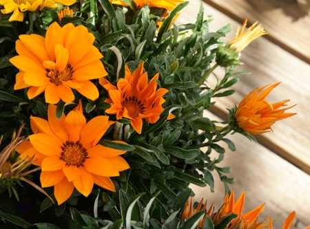 Gazania ringens Kiss Orange, vigorous perennial herb forming uniform mounds, leaves dark green above, whitish beneath, Orange Yellow coloured heads with orange center bordered with blackの写真素材