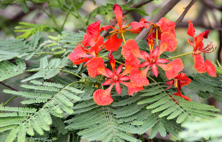 Delonix regia, Royal Poinciana, Flamboyant, large deciduous tree with bipinnate leaves with small leaflets and orange red flowers in large panicles, pod flattenedの写真素材