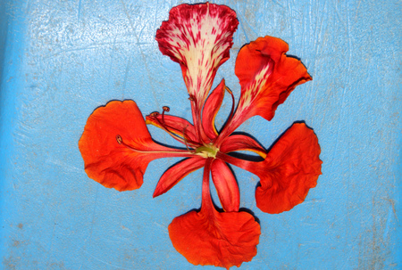 Flower of Delonix regia, Royal Poinciana, Flamboyant, large deciduous tree with bipinnate leaves with small leaflets and orange red flowers in large panicles, upper petal mottled white, pod flattenedの写真素材