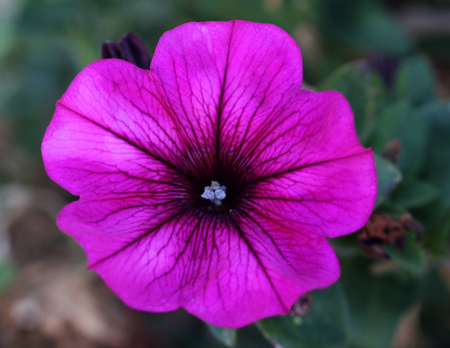 Calibrachoa parviflora, Mini petunia, early flowering compact cultivar with trailing habit and red flowers with dark colored throat and yellow anthers.の写真素材