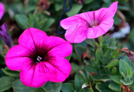 Calibrachoa parviflora, Mini petunia, early flowering compact cultivar with trailing habit and red flowers with dark colored throat and yellow anthers.の写真素材