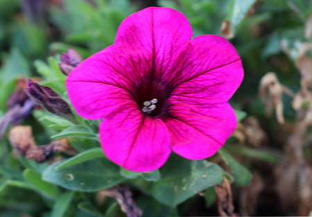 Calibrachoa parviflora, Mini petunia, early flowering compact cultivar with trailing habit and red flowers with dark colored throat and yellow anthers.の写真素材