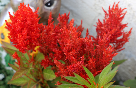 Celosia argentea var. plumose, Plumose Celosia, popular ornamental herb with alternate leaves and plumose flower clusters in various coloursの写真素材