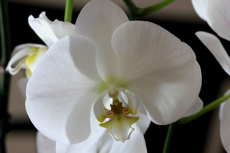 Phalaenopsis cultivar, white, hybrid ornamental white with narrow lower lip with brown and yellow patches, red markings and long whiskers.の写真素材
