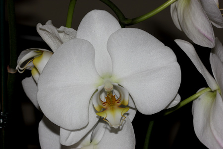 Phalaenopsis cultivar, white, hybrid ornamental white with narrow lower lip with brown and yellow patches, red markings and long whiskers.の写真素材