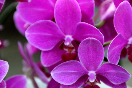 Phalaenopsis cultivar with small purple flowers with red lower lip, upper lip small whiteの写真素材