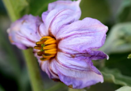 Solanum melongena, Egg plant Flower, popular food plant with purple about 4 cm across purple flower with yellow anthers.の写真素材