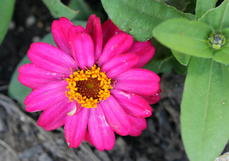 Zinnia elegans, Elegant zinnia, popular ornamental herb with opposite leaves and terminal radiate flower head in variety of colors.の写真素材