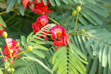 Delonix regia, Royal Poinciana, Flamboyant, large deciduous tree with bipinnate leaves with small leaflets and orange red flowers in large panicles, pod flattenedの写真素材