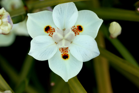 Dietes bicolor, Butterfly flag, clump forming rhizomatous perennial with linear leaves and pale yellow flowers with three chocolate brown blotchesの写真素材