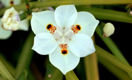 Dietes bicolor, Butterfly flag, clump forming rhizomatous perennial with linear leaves and pale yellow flowers with three chocolate brown blotchesの写真素材