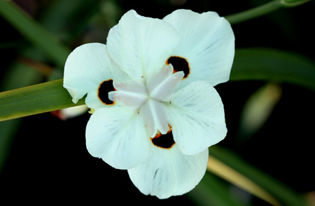 Dietes bicolor, Butterfly flag, clump forming rhizomatous perennial with linear leaves and pale yellow flowers with three chocolate brown blotchesの写真素材