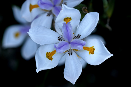 Dietes grandiflora, Large Wild Iris, Fairy Iris, rhizomatous perennial herb with linear leaves and large white flowers with yellow patches on outer perianth and dark purple stripes on innerの写真素材