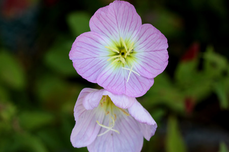 Oenothera speciosa, ornamental herb  with narrow green leaves and large pink terminal flowersの写真素材