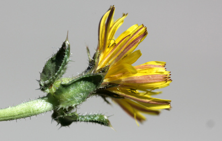 Helminthotheca echioides, bristly oxtongue , syn: Picris echioides, spreading herb with bristly leaves and yellow ligulate heads surrounded by 3-5 large ovate-cordate bristly bractsの写真素材
