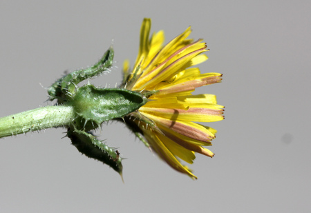 Helminthotheca echioides, bristly oxtongue , syn: Picris echioides, spreading herb with bristly leaves and yellow ligulate heads surrounded by 3-5 large ovate-cordate bristly bractsの写真素材