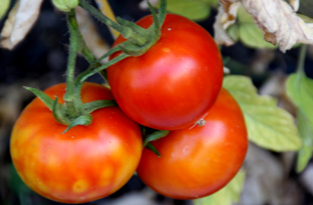 A cluster of ripe tomato fruits,Solanum lycopersicum, in kitchen garden, popular vegetable used in variety of ways, salads, cooked and sauces.の写真素材