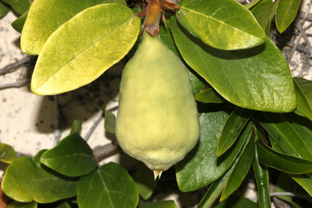 Ficus pumila adult form, Creeping fig, Climbing fig, woody climber in adult form with larger leaves covering the whole wall and pear shaped pale green figs.の写真素材