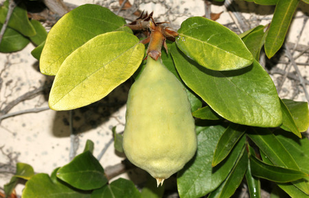 Ficus pumila adult form, Creeping fig, Climbing fig, woody climber in adult form with larger leaves covering the whole wall and pear shaped pale green figs.の写真素材
